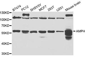 Western blot analysis of extracts of various cell lines, using AMPH antibody (ABIN5973122) at 1/1000 dilution. (Amphiphysin anticorps)