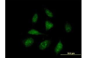 Immunofluorescence of purified MaxPab antibody to ISG20L1 on HeLa cell. (AEN anticorps  (AA 1-325))