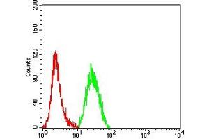Flow cytometric analysis of Hela cells using CASP9 mouse mAb (green) and negative control (red).