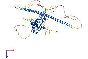 AlphaFold protein structure predicition of Mouse Recombinant Nos1ap Protein, UniprotID Q9D3A8
