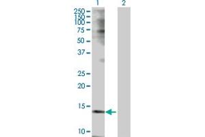 Western Blot analysis of TSPO expression in transfected 293T cell line by TSPO MaxPab polyclonal antibody. (TSPO anticorps  (AA 1-169))