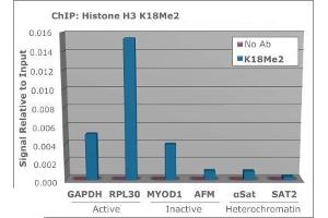 Chromatin Immunoprecipitation of Rabbit Anti-Histone H3 [Dimethyl Lys18] Antibody.