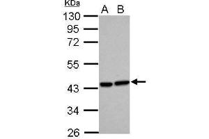 WB Image Sample (30 ug of whole cell lysate) A: HeLa B: HepG2 10% SDS PAGE antibody diluted at 1:500 (HMOX2 anticorps)