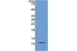 WB of Protein Standard: different control antibodies  against Highly purified E. (MUC2 Kit ELISA)