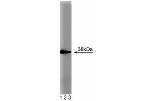 Western blot analysis of Annexin I on a human endothelial cell lysate.
