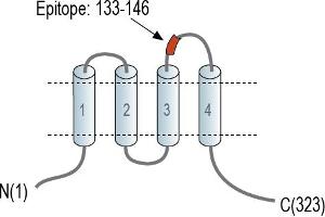 anti-Calcium Homeostasis Modulator 2 (CALHM2) (AA 133-146), (Extracellular), (Loop 2) antibody (FITC)