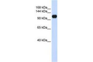 Image no. 1 for anti-Ankyrin Repeat and LEM Domain Containing 2 (ANKLE2) (AA 864-913) antibody (ABIN6741287)