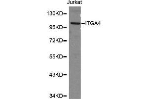 Western blot analysis of Jurkat cell lysate using ITGA4 antibody. (ITGA4 anticorps  (C-Term))