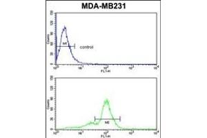 ACR Antibody (Center) (ABIN653022 and ABIN2842644) flow cytometric analysis of MDA-M cells (bottom histogram) compared to a negative control cell (top histogram). (Acrosin anticorps  (AA 99-127))