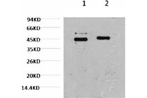 Western blot analysis of Hela, diluted at 1) 1:2000, 2) 1:5000. (Caspase 9 anticorps)