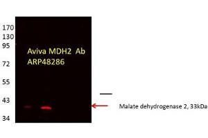 MDH2 antibody - C-terminal region  validated by WB using Proximal kidney tubules purfied from cortex at 1:1000. (MDH2 anticorps  (C-Term))