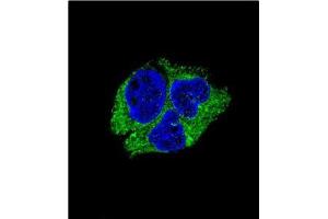 Confocal Immunofluorescent analysis of SERPINI1 Antibody (N-term)Cat.