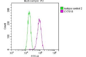 Overlay histogram showing Hela cells stained with ABIN7127459 (red line) at 1:50.