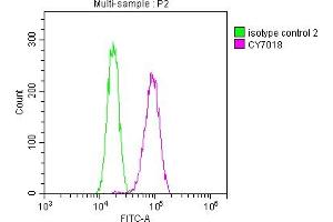 Overlay histogram showing Hela cells stained with ABIN7127459 (red line) at 1:50. (Recombinant DNM2 anticorps)