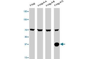 The AURKC polyclonal antibody  is used in Western blot to detect AURKC in lysates of 293 cells expressing Flag tag (lane 1) , Flag-tagged AURKA (lane 2) , Flag-tagged AURKB (lane 3) , Flag-tagged AURKC (lane 4) . (Aurora Kinase C anticorps  (N-Term))