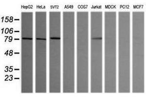 Image no. 7 for anti-SEC14 and Spectrin Domains 1 (SESTD1) antibody (ABIN1501066) (SESTD1 anticorps)
