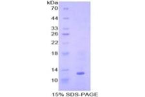 SDS-PAGE of Protein Standard from the Kit  (Highly purified E. (BMP7 Kit ELISA)