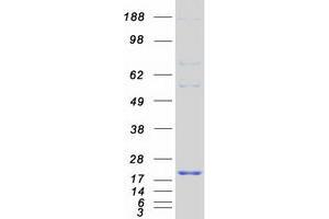 Validation with Western Blot