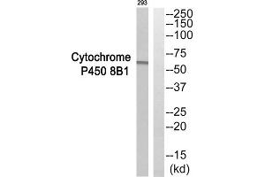 Western blot analysis of extracts from 293 cells, using CYP8B1 antibody. (CYP8B1 anticorps  (Internal Region))