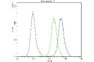 anti-ATG14 Autophagy Related 14 (ATG14) (AA 70-101), (N-Term) antibody