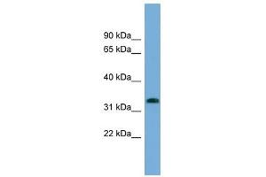 IFI35 antibody used at 1 ug/ml to detect target protein. (IFI35 anticorps  (N-Term))