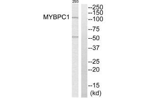 Western Blotting (WB) image for anti-Myosin Binding Protein C, Slow Type (MYBPC1) (Internal Region) antibody (ABIN1851619) (MYBPC1 anticorps  (Internal Region))