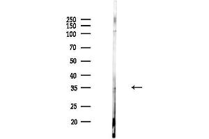 anti-Ras Association (RalGDS/AF-6) Domain Family Member 4 (RASSF4) (Internal Region) antibody