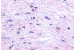 Anti-Neurokinin A Receptor antibody  ABIN1049100 IHC staining of human small intestine, muscularis propria. (TACR2 anticorps  (C-Term))