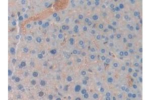 Detection of LCN5 in Mouse Liver Tissue using Polyclonal Antibody to Lipocalin 5 (LCN5) (LCN5 anticorps  (AA 28-187))