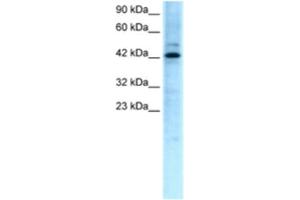 Western Blotting (WB) image for anti-Transcription Factor-Like 5 (Basic Helix-Loop-Helix) (TCFL5) antibody (ABIN2460237) (TCFL5 anticorps)
