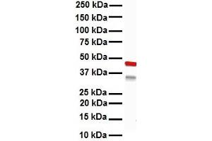WB Suggested Anti-KRT15 antibody Titration: 1 ug/mL Sample Type: Human Hela (KRT15 anticorps  (C-Term))