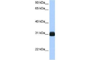 WB Suggested Anti-RBPMS AntibodyTitration: 0. (RBPMS anticorps  (N-Term))