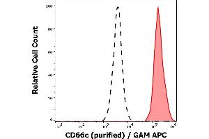 Separation of neutrophil granulocytes stained anti-human CD66c (B6. (CEACAM6 anticorps)