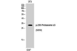 Western Blotting (WB) image for anti-Proteasome Subunit Alpha Type 3 (PSMA3) (pSer250) antibody (ABIN3173067) (PSMA3 anticorps  (pSer250))
