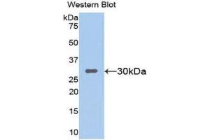 Western Blotting (WB) image for anti-Sirtuin 1 (SIRT1) (AA 236-490) antibody (ABIN1078528) (SIRT1 anticorps  (AA 236-490))