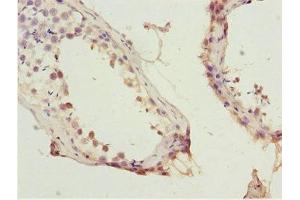 Immunohistochemistry of paraffin-embedded human testis tissue using ABIN7156130 at dilution of 1:100