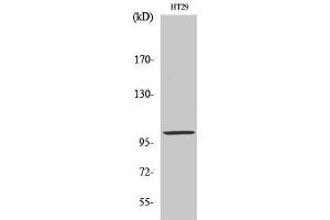 Western Blotting (WB) image for anti-Actinin, alpha 3 (ACTN3) (N-Term) antibody (ABIN3183164)