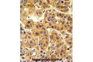 Immunohistochemistry (IHC) image for anti-Nucleotide Exchange Factor SIL1 (SIL1) antibody (ABIN3003781) (SIL1 anticorps)