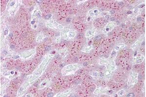 Immunohistochemistry with Liver tissue at an antibody concentration of 5µg/ml using anti-PROS1 antibody (ARP56097_P050) (PROS1 anticorps  (Middle Region))