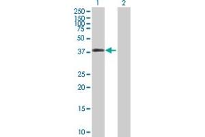 Western Blot analysis of DFFA expression in transfected 293T cell line by DFFA MaxPab polyclonal antibody.