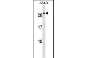 NKX2-8 Antibody (N-term) (ABIN1539275 and ABIN2849562) western blot analysis in A549 cell line lysates (35 μg/lane). (NKX2-8 anticorps  (N-Term))