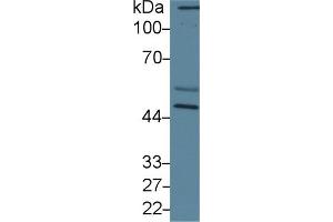 Detection of CALR in Mouse Cerebrum lysate using Polyclonal Antibody to Calreticulin (CALR)