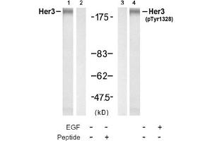 Image no. 4 for anti-Receptor Tyrosine-Protein Kinase ErbB-3 (ERBB3) (pTyr1328) antibody (ABIN319273) (ERBB3 anticorps  (pTyr1328))