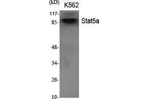 Western Blot (WB) analysis of specific cells using Stat5a Polyclonal Antibody. (STAT5A anticorps  (Internal Region))