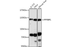 Western blot analysis of extracts of various cell lines, using PPFIBP1 antibody (ABIN7269746) at 1:1000 dilution.
