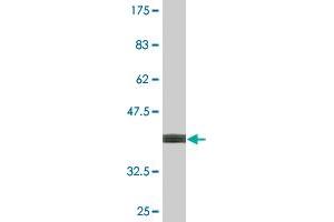 Western Blot detection against Immunogen (37.