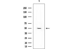 Western blot analysis of lysates from Mouse liver, using MAT1A Mouse Monoclonal Antibody at 1/1000 dilution.