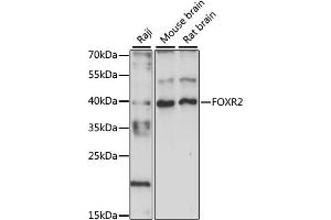 Western blot analysis of extracts of various cell lines, using FOXR2 antibody (ABIN6290408) at 1:1000 dilution. (FOXR2 anticorps)