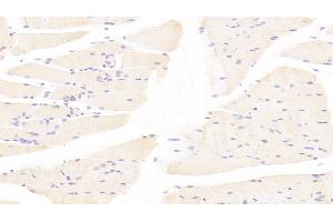 Detection of TAZ in Mouse Skeletal muscle Tissue using Polyclonal Antibody to Tafazzin (TAZ)