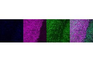 Immunohistochemistry (IHC) image for anti-Microtubule-Associated Protein 2 (MAP2) antibody (ABIN7456240) (MAP2 anticorps)